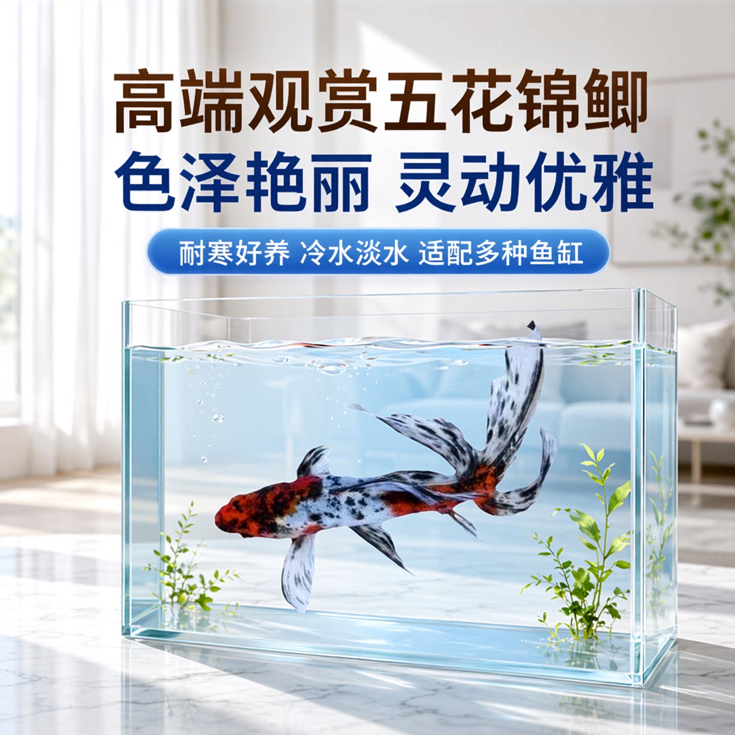 兰花草金锦鲫五花色好养耐活耐寒冷水观赏鱼鱼缸鱼苗易存活鱼苗。