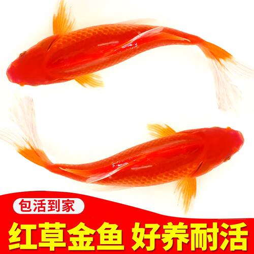大红草金鱼活鱼耐观赏鱼冷水观赏鱼鱼苗锦鲤金鱼红鲫鱼红色鲫鱼苗