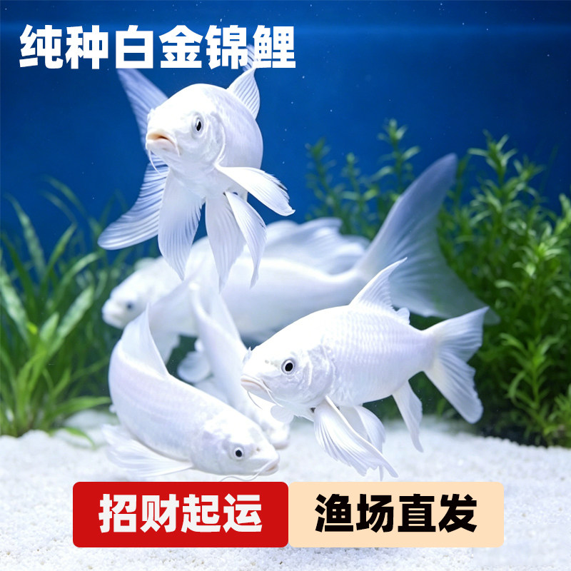 纯种耐寒白金锦鲤冷水观赏鱼易存活纯种白色锦鲤鱼苗起运白金锦鲤