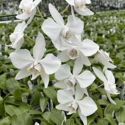 花农杰哥原生种珍奇类蝴蝶兰直播用链接 JG2343 菲律宾阿婆