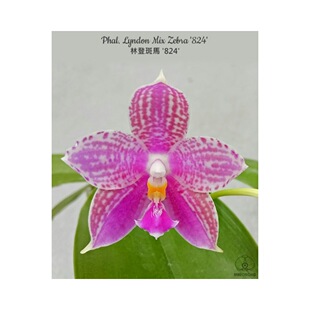 花农杰哥原生种珍奇类蝴蝶兰直播用林登斑马824