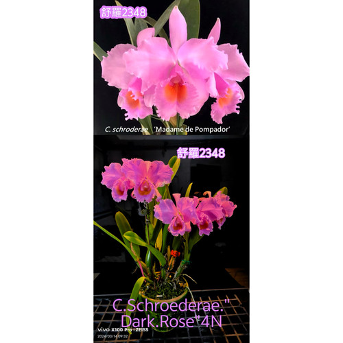 舒罗C2348 原生种卡特兰 花农杰哥兰花园