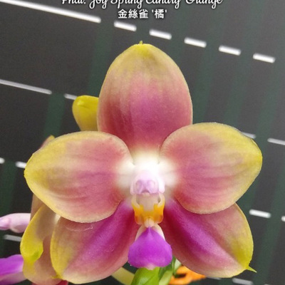 金丝雀.橘 花农杰哥原生种蝴蝶兰直播专用链接