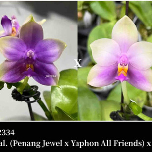 花农杰哥原生种珍奇类蝴蝶兰直播用链接JG2334槟城宝石交雅风朋友