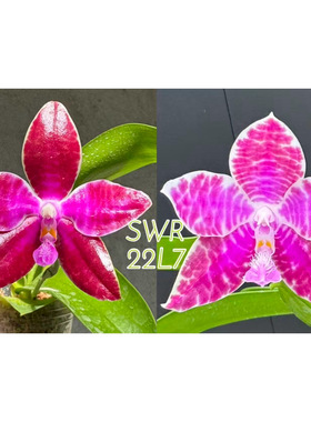 花农杰哥原生种蝴蝶兰直播用路德SWR22L7