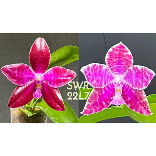 花农杰哥原生种蝴蝶兰直播用路德SWR22L7