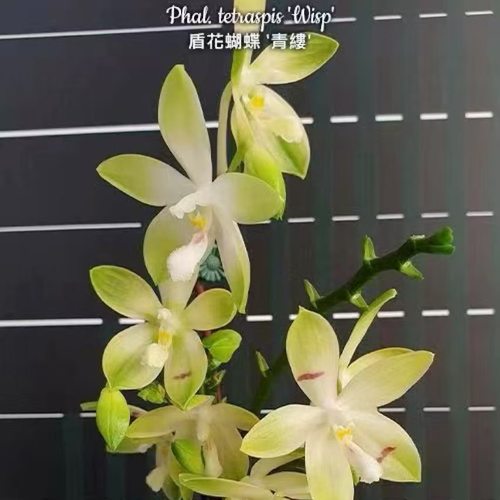 花农杰哥原生种蝴蝶兰直播专用盾花蝴蝶'青縷'