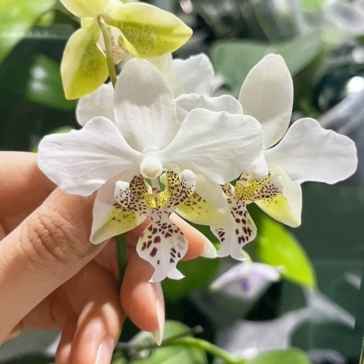 花农杰哥原生种蝴蝶兰直播用香白史