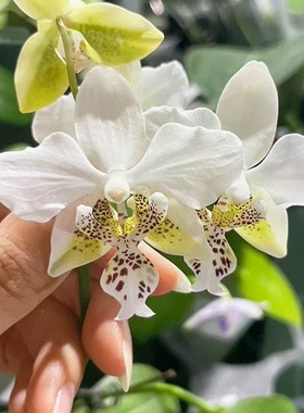 花农杰哥原生种蝴蝶兰直播用香白史