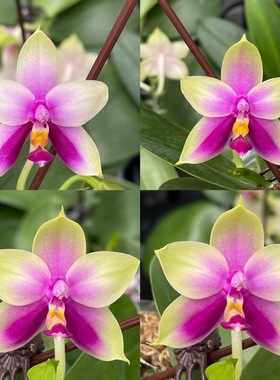 花农杰哥原生种珍奇类蝴蝶兰贝丽娜 x sib