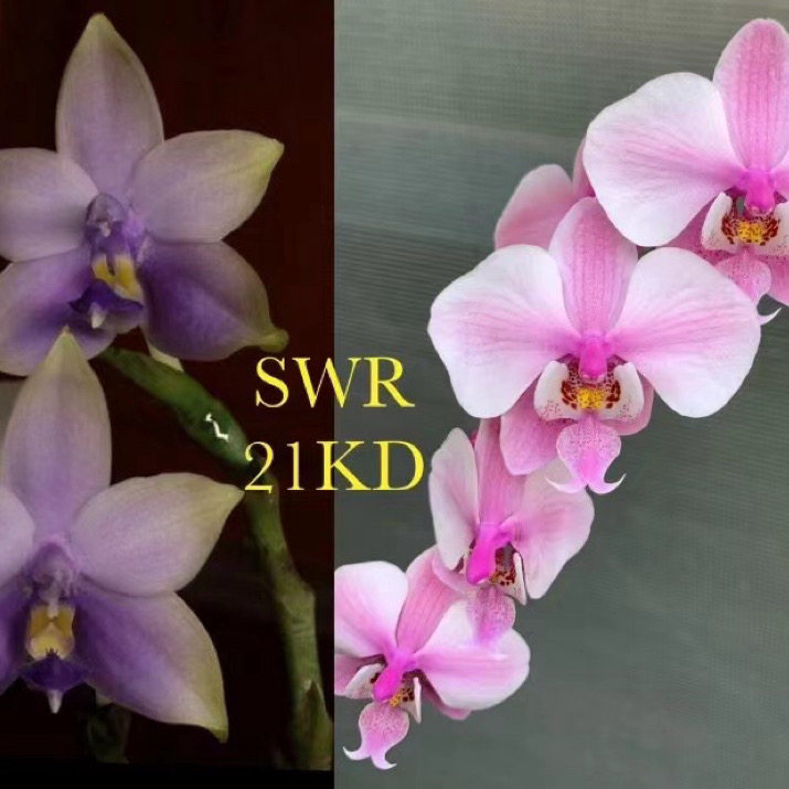 花农杰哥原生种珍奇类蝴蝶SWR21KD蓝荧光交西