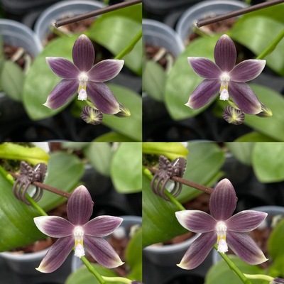花农杰哥原生种珍奇类蝴蝶兰直播用盾花蝴蝶超级紫