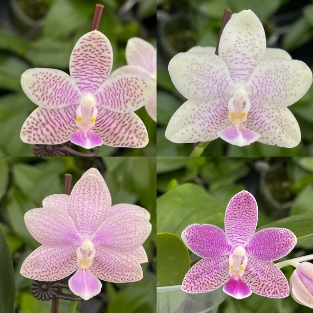 花农杰哥原生种蝴蝶兰直播用雪花交路德