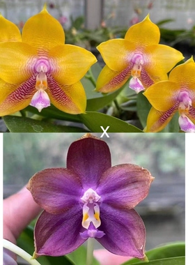 花农杰哥原生种珍奇类蝴蝶兰直播用AMM229