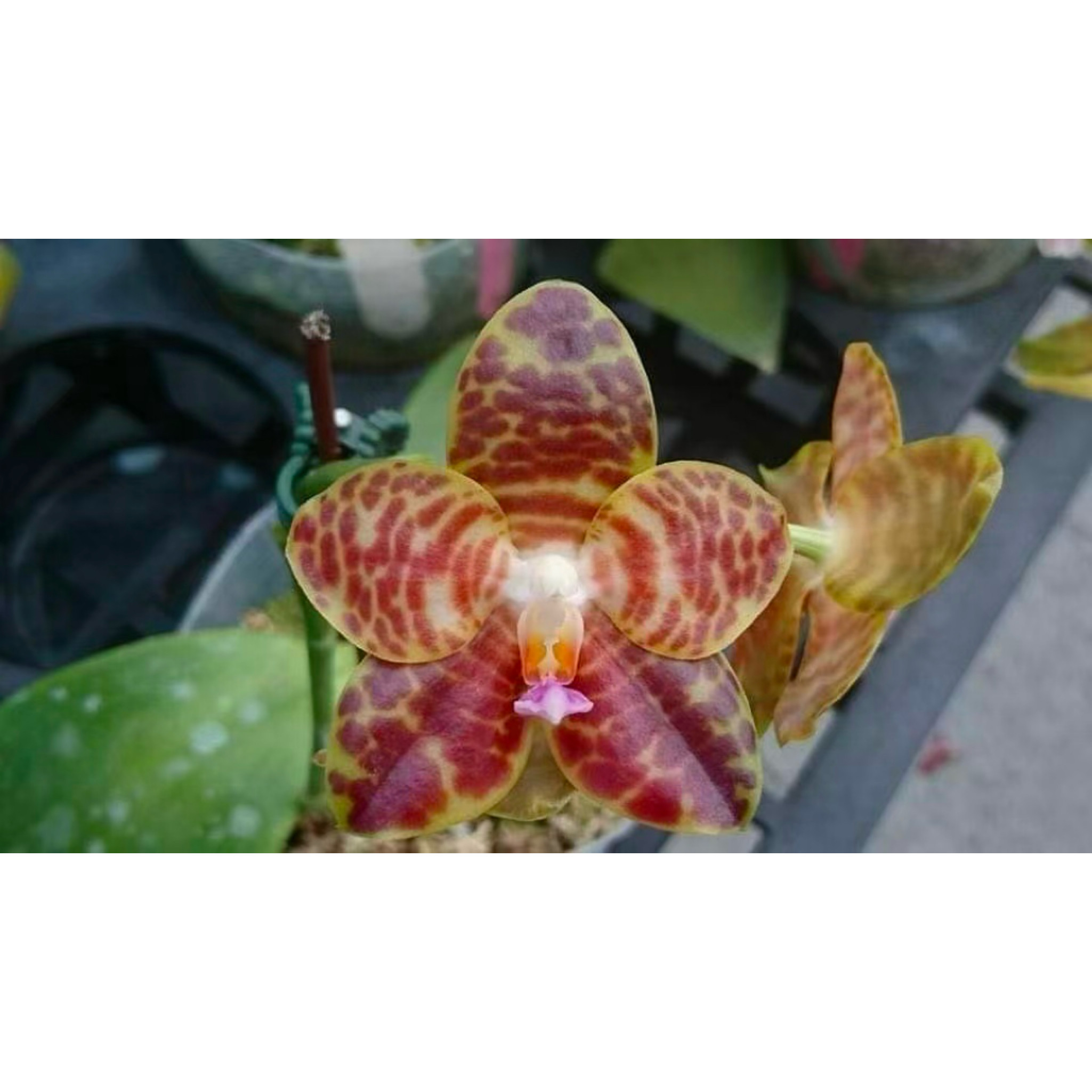 花农杰哥原生种趣味珍奇类蝴蝶兰直播专用MO637