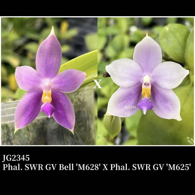 JG2345 花农杰哥原生种珍奇类蝴蝶兰直播用