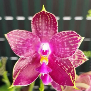 花农杰哥原生种珍奇类蝴蝶兰直播专用链接林登斑马826