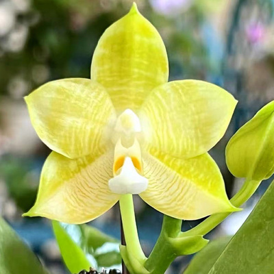 花农杰哥原生种珍奇类蝴蝶兰直播专用JG114 金环