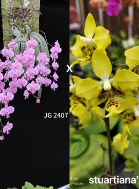 花农杰哥原生种蝴蝶兰JG2407 西交黄史