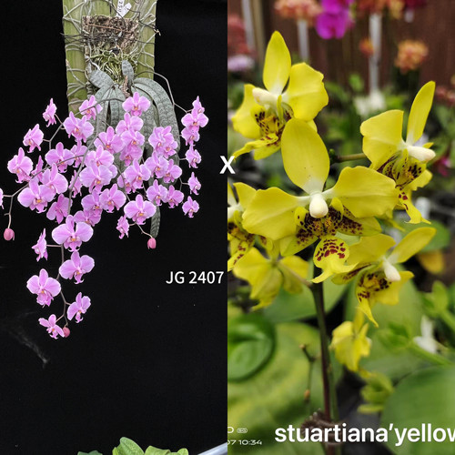 花农杰哥原生种蝴蝶兰JG2407 西交黄史