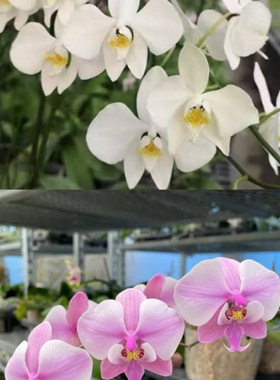 花农杰哥原生种蝴蝶兰香阿嬷交西M606