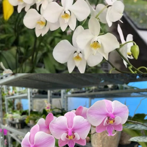 香阿嬷交西M606 花农杰哥原生种蝴蝶兰