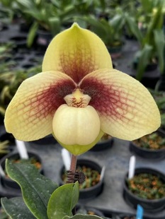 玛丽娅兰园越南原种汉氏香花兜兰拖鞋兰