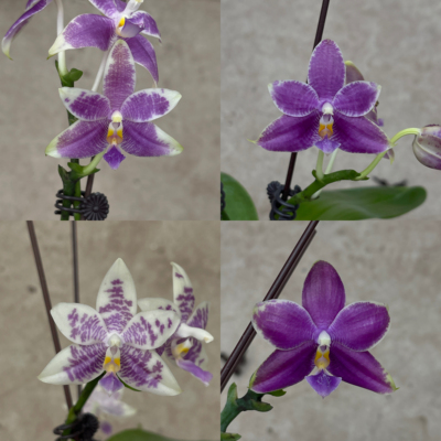JG2366蓝路帝交蓝柳林 花农杰哥原生种蝴蝶兰