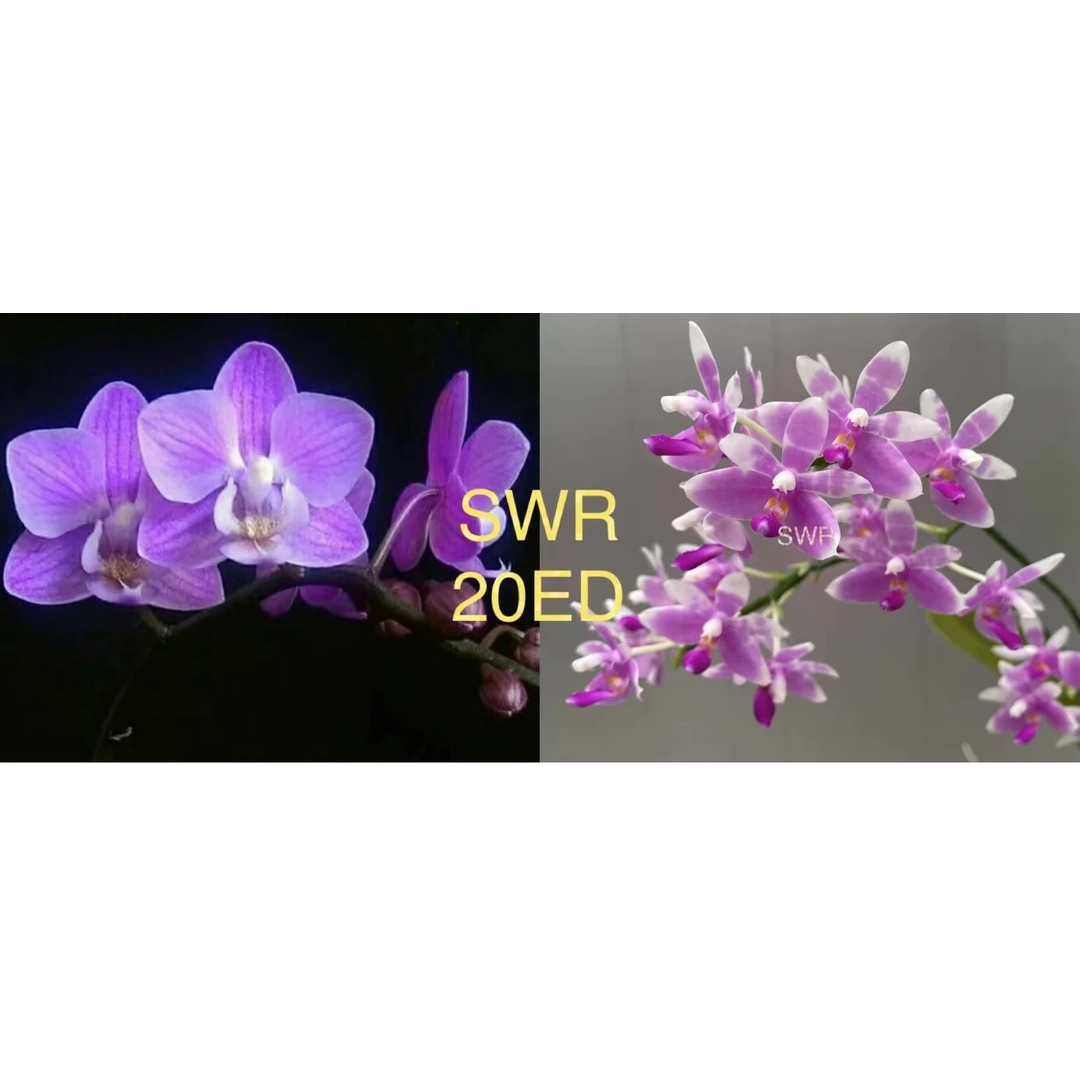 花农杰哥原生种蝴蝶兰直播用 SWR20ED