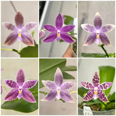 JG2349蓝盾交蓝路帝 花农杰哥原生种蝴蝶兰直播用