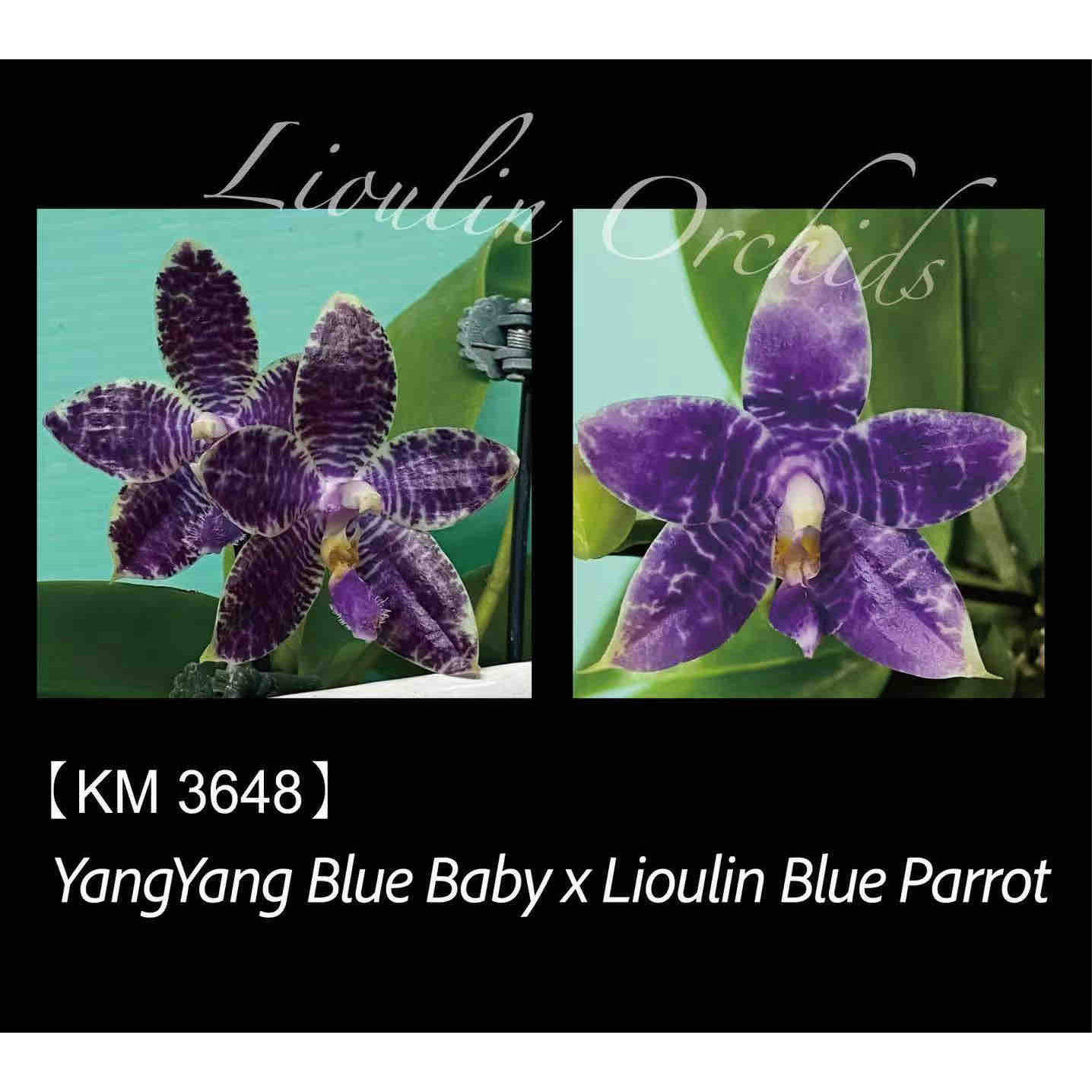 3648洋洋蓝宝贝交蓝鹦鹉 花