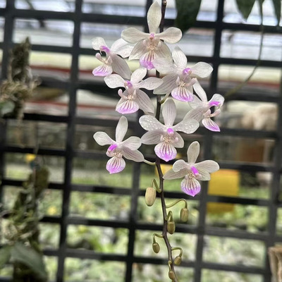 花农杰哥原生种蝴蝶兰直播用链接林登蝴蝶兰