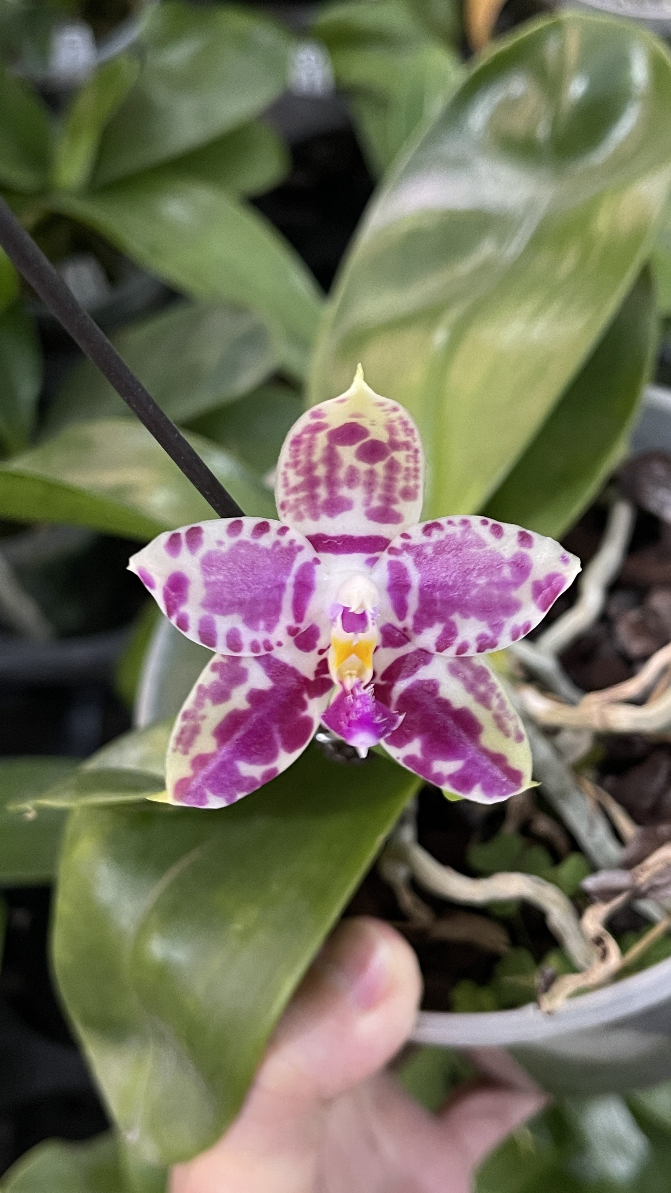 花农杰哥原生种珍奇类蝴蝶兰 林登斑马 867图片