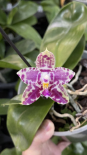 花农杰哥原生种珍奇类蝴蝶兰 林登斑马 867