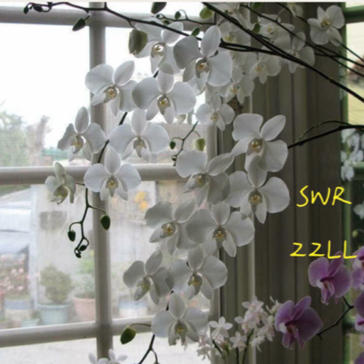 花农杰哥原生种蝴蝶兰直播用SWR22LL香阿嬷蝴蝶兰