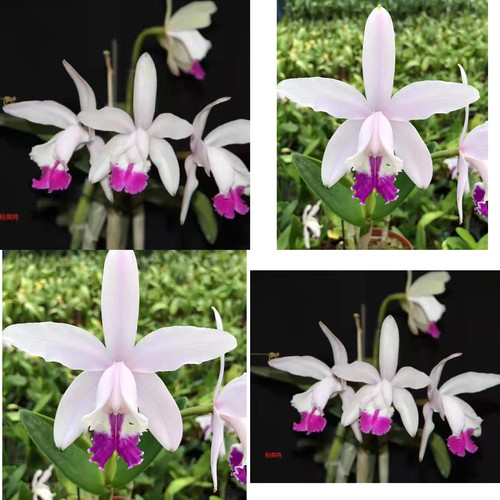粉英特 卡特兰 花农杰哥兰花园