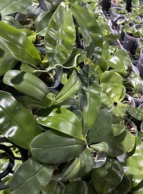 花农杰哥原生种珍奇类蝴蝶兰盲盒（两颗）