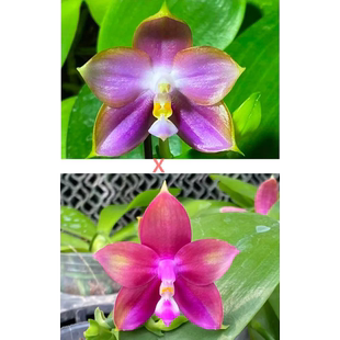 花农杰哥原生种珍奇类蝴蝶兰直播用 弥陀AMM46