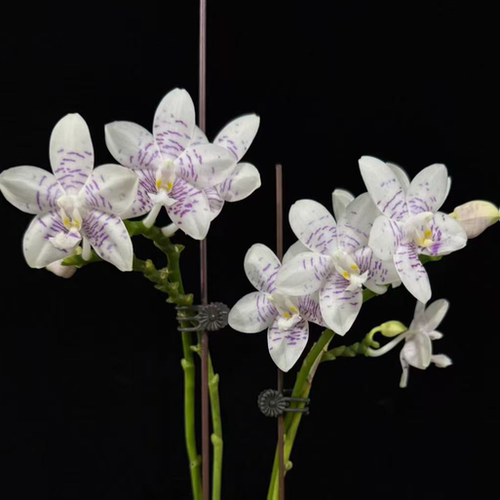 JG116紫莲花（MC） 花农杰哥原生种珍奇类蝴蝶兰直播专用