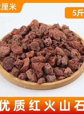 花农杰哥原生种蝴蝶兰 红色火山石专用垫底铺面