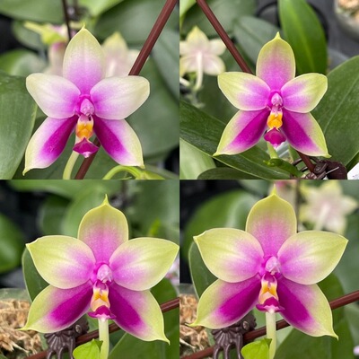 花农杰哥原生种珍奇类蝴蝶兰直播用贝利娜（x sib）