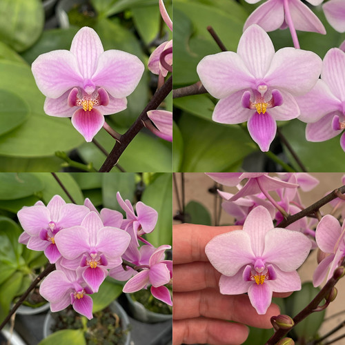 SWR23KX 花农杰哥原生种蝴蝶兰直播用