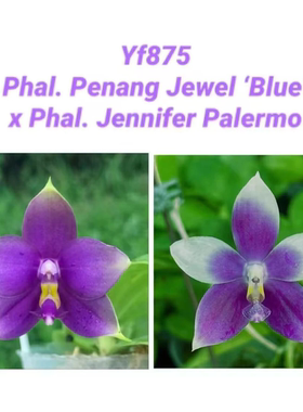 花农杰哥原生种蝴蝶兰直播专用链接 YF875蓝豹交珍妮弗