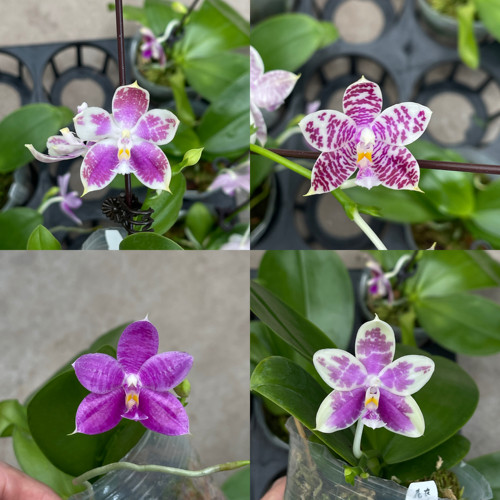 JG2388 文森特交主流蓝色调花农杰哥原生种珍奇类蝴蝶兰
