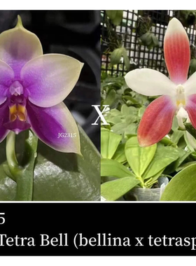 花农杰哥原生种蝴蝶兰直播专用链接 JG2315 美C