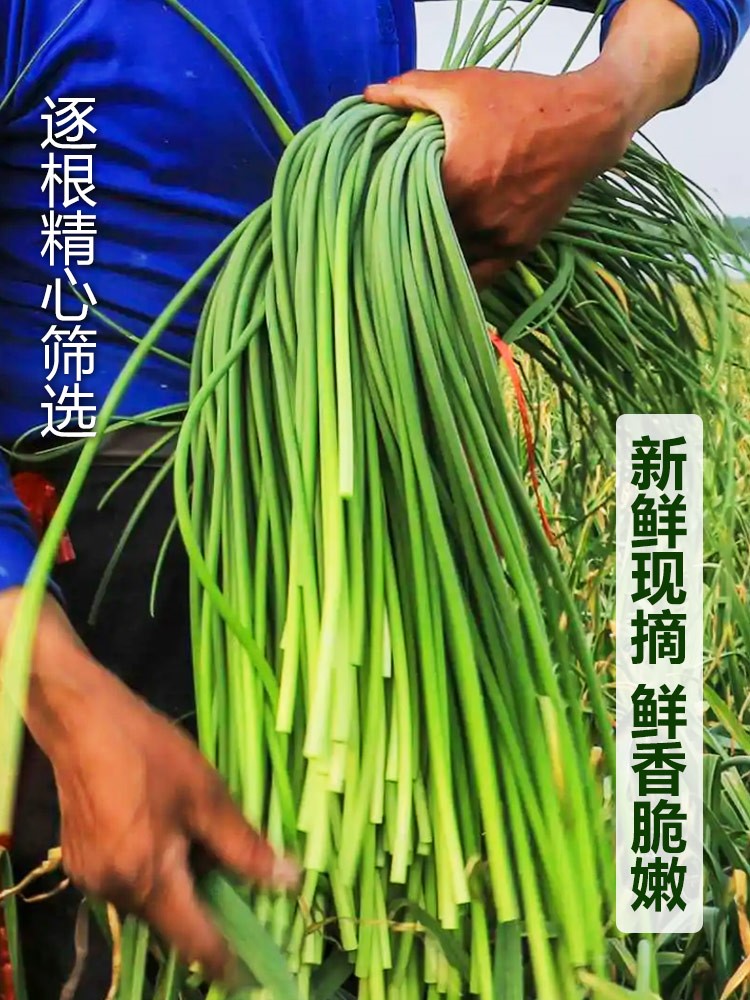 2023现摘新鲜嫩蒜苔5斤蒜苗当季农家自种蔬菜蒜毫青蒜薹蒜芯包邮