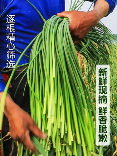 2025现摘新鲜嫩蒜苔5斤蒜苗当季农家自种蔬菜蒜毫青蒜薹蒜芯包邮