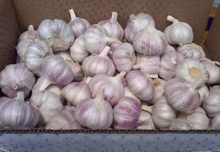 农家自种5斤大蒜河南杞县特产大蒜头新鲜低价包邮干蒜紫白红种籽