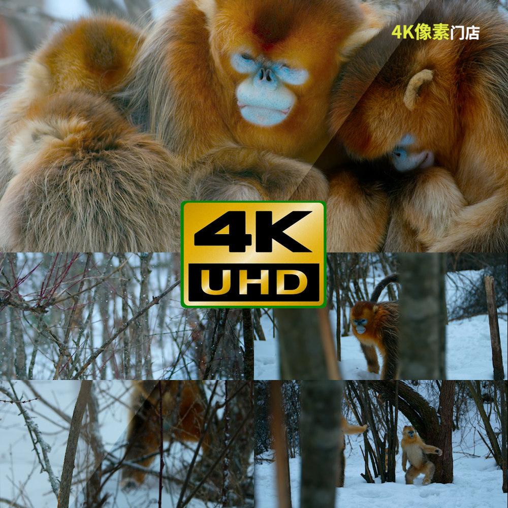 554-4k视频素材-猴子金丝猴跳跃原始部落森林观望野外雪地