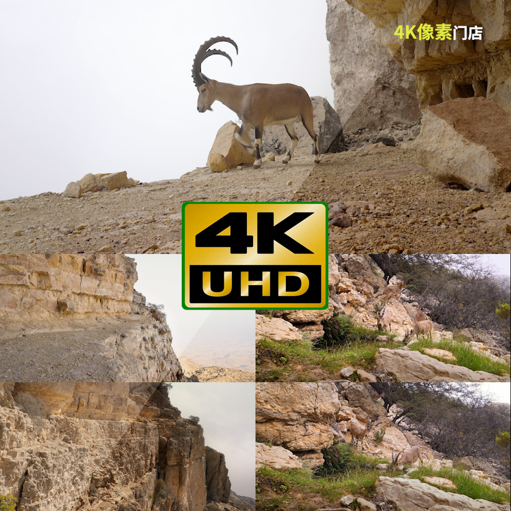 792-4K视频素材-山羊野羊爬在山坡悬崖攀岩自然洛基山羊危险